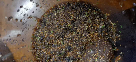 بذر پلنت آکواریوم مدل چمن ریز کوبایی