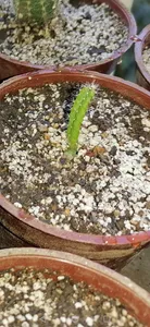 تجریه خرید بذر میر تلو کاکتوس آذر سبزینه مدل V41