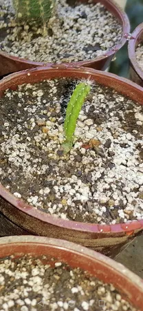 بذر میر تلو کاکتوس آذر سبزینه مدل V41