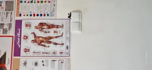 تجریه خرید پوستر آموزشی انتشارات اندیشه کهن مدل کالبدشناسی دستگاه عضلانی کد 35-50-5