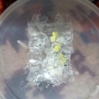 چیپ ال ای دی مدل 2835 9V 1W بسته 50 عددی