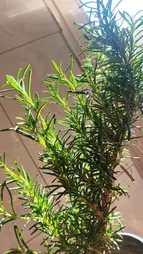 گیاه طبیعی رزماری کد yt40