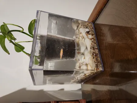 گلدان طرح آکواریوم کد ck106