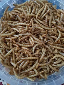 غذای خشک حیوانات کینگ ورم مدل میلورم MWA65 وزن 65 گرم