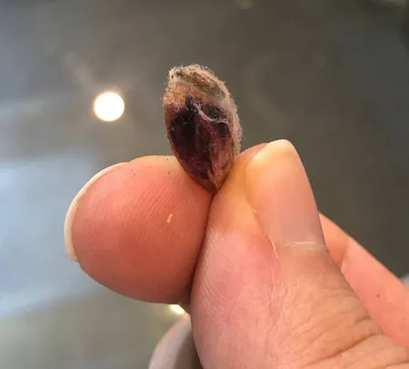 پسته بادامی خام گهربد - 800 گرم