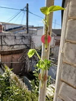 لوله آزمایشگاهی مدل گاما شفاف بسته 10 عددی