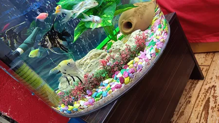 گیاه تزیینی آکواریوم مدل چمن خطی مونت کارلو