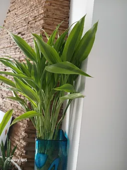 گیاه طبیعی بامبو مدل رومیزی ابلغ کد 70