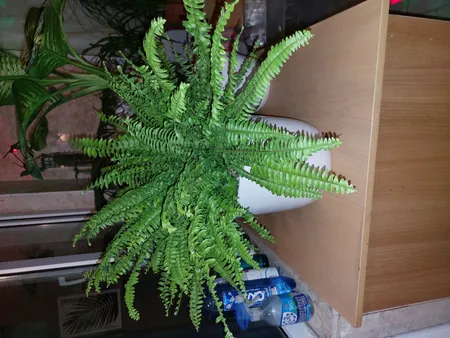 گیاه طبیعی سرخس تافکو کد 2037