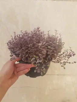 گیاه طبیعی برگ بیدی صورتی ریز کد bdr01