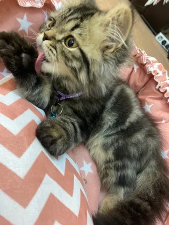 جای خواب سگ و گربه مدل mypet367