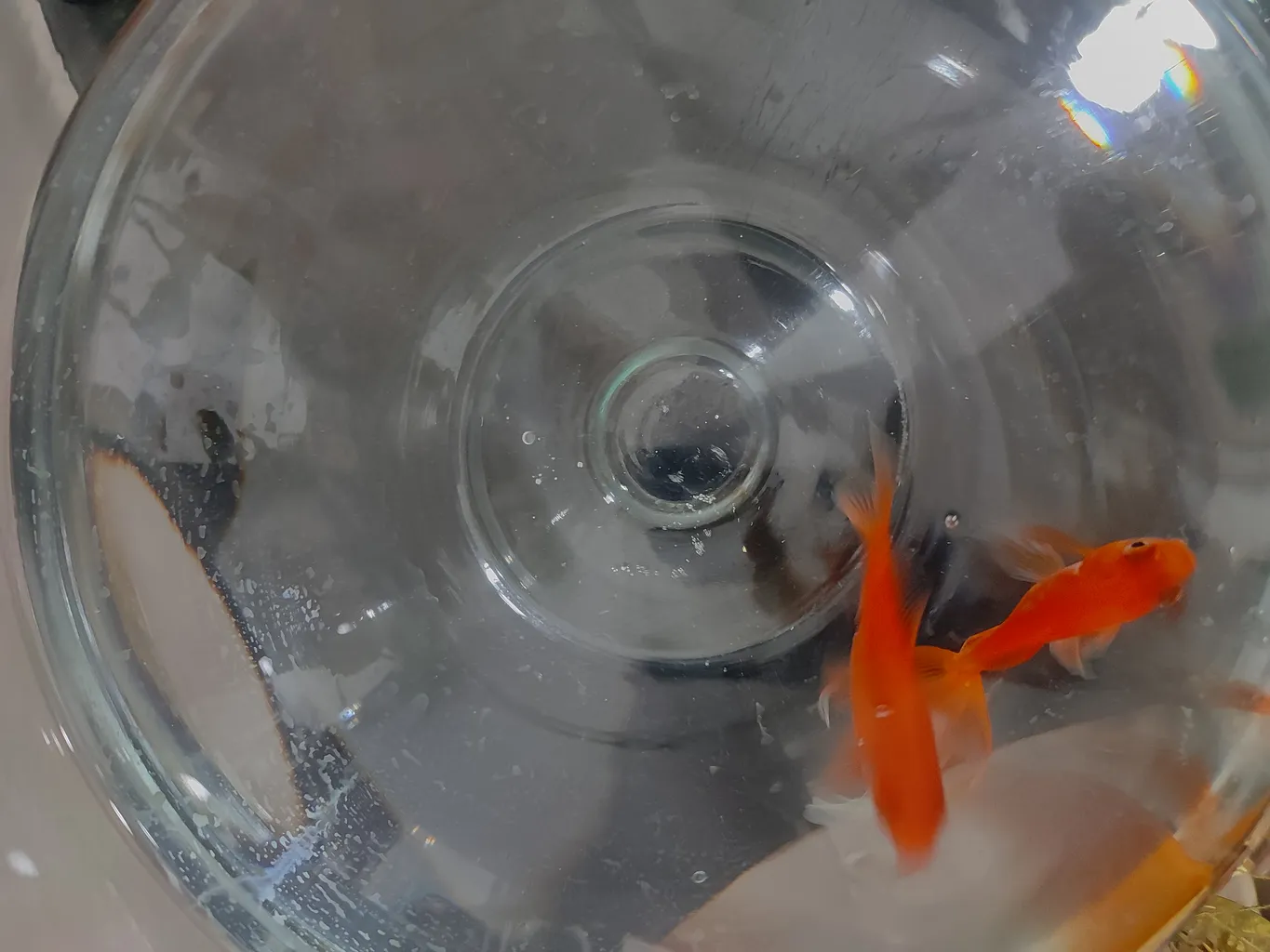 غذای پولکی ماهی کد L104 وزن 100 گرم