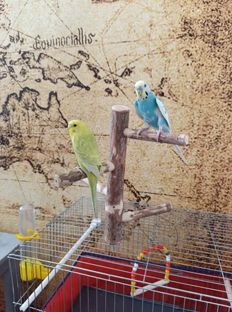 اسباب بازی پرندگان مدل نشیمنگاه طوطی طرح استند a6