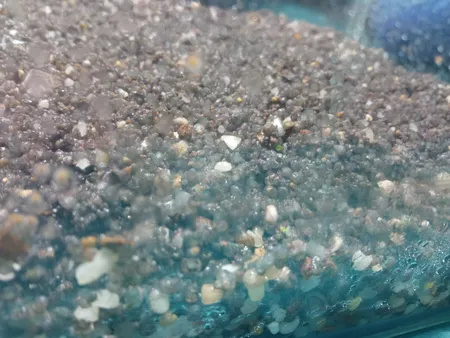 بذر پلنت آکواریوم مدل چمن ریز کوبایی