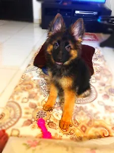 تجریه خرید غذای خشک سگ پروبیوتیک نوتری پت مدل Premium 29 Percent وزن 2 کیلوگرم