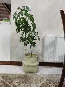 سبد حصیربافی کد01