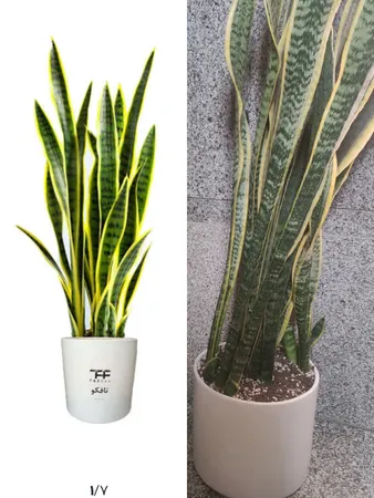 گل طبیعی سانسوريا ابلق تافکو کد 2022