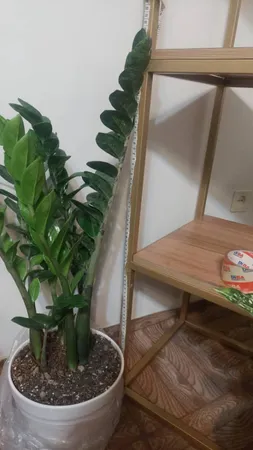 گیاه طبیعی زامیفولیا مدل zami235