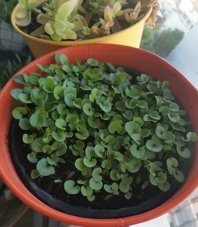 بذر چمن دایکوندرا گرین فارم کد012