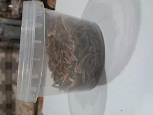 تجریه خرید تشویقی عروس هلندی فود فارمز لند مدل میل ورم وزن 50 گرم