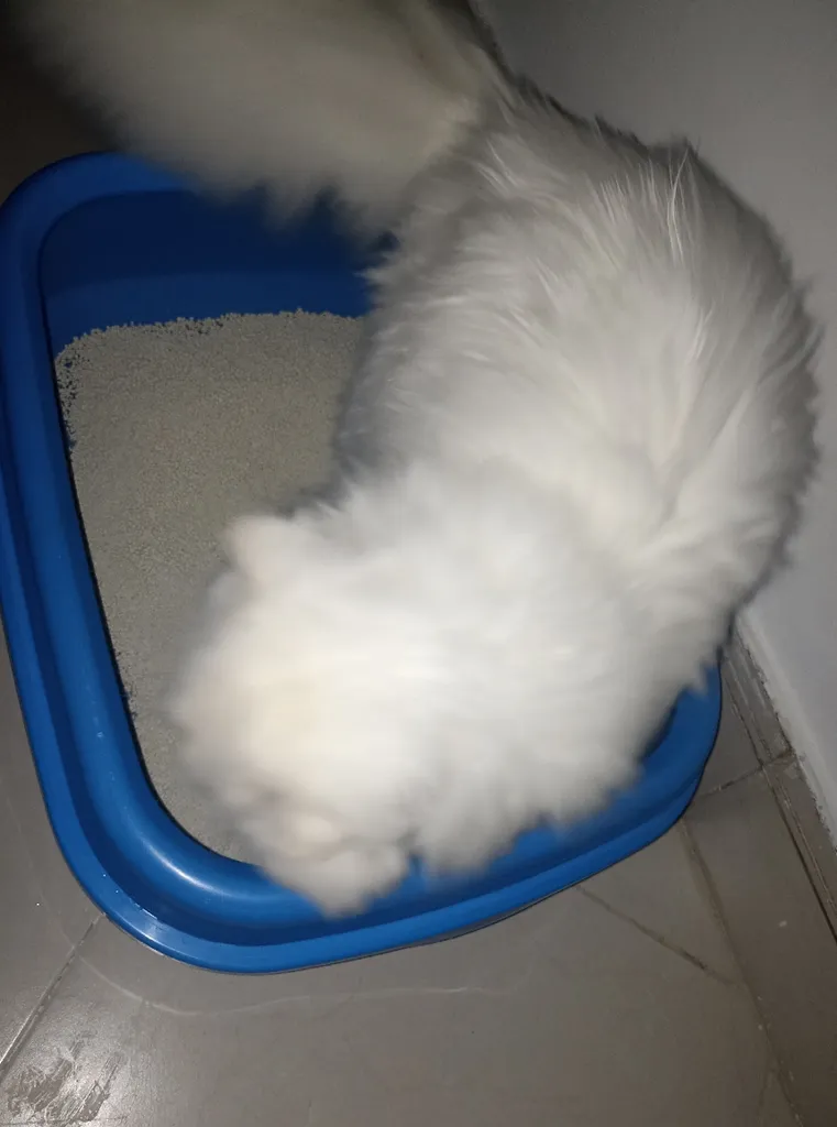 خاک بستر گربه تهران کت مدل گرانول وزن 10 کیلوگرم