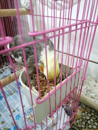 غذای تشویقی عروس هلندی ولکانو میلورم کد MWC60 وزن 60 گرم