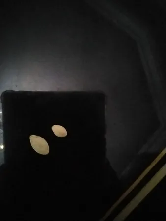 تخمه کدو گوشتی چاپار مقدار 400 گرم