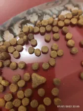 تجریه خرید غذای خشک گربه رفلکس پلاس مدل urinary with chicken وزن 1.5 کیلوگرم