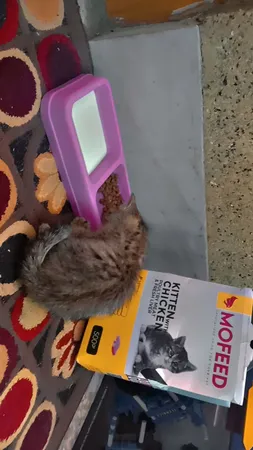 غذای خشک بچه گربه مفید مدل Chiken وزن 500 گرم