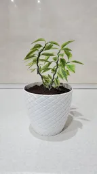 گلدان کد 4444