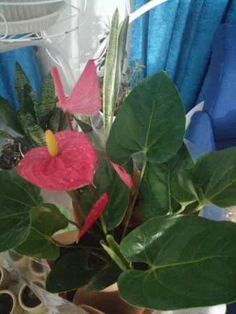 گیاه طبیعی آنتوریوم کد23- AS