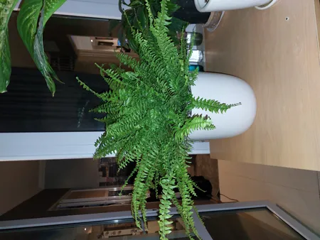 گیاه طبیعی سرخس تافکو کد 2037