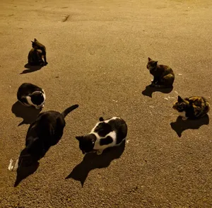 تجریه خرید غذای خشک گربه مفید مدل Poultry&Fish وزن 500 گرم