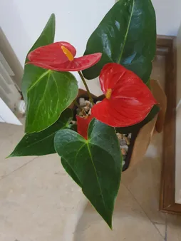 گیاه طبیعی آنتوریوم کد23- AS