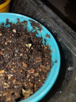 بذر گل سنگ سفید سانیا سید مدل GS1