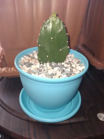 گلدان شهرآذین مدل 3012 ارتفاع 10 سانتی متر