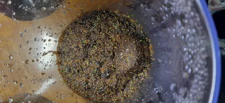 بذر پلنت آکواریوم مدل چمن ریز کوبایی