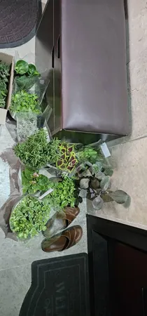 گیاه طبیعی کاکتوس و ساکولنت آیدین کاکتوس کد CB-004 بسته 12 عددی