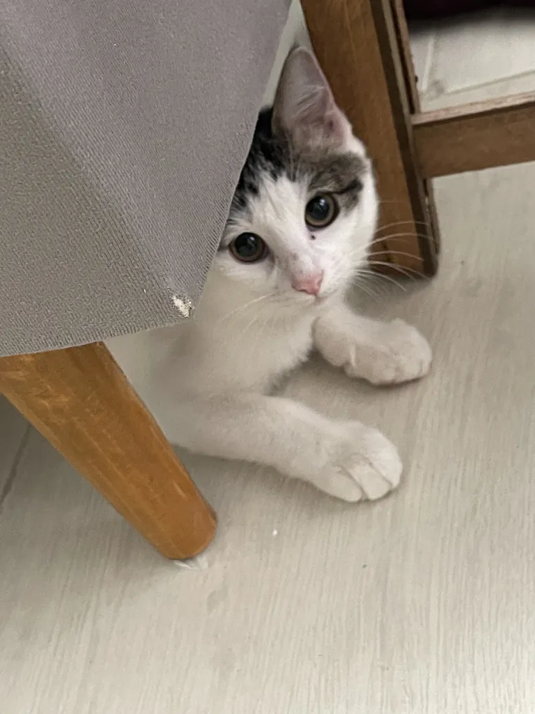 مبل ال 6 نفره مدل  ال کاپر