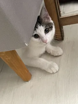 مبل ال 6 نفره مدل  ال کاپر