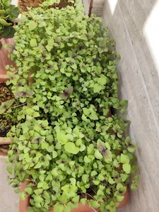 تجریه خرید بذر ریحان بنفش بذر طلایی برتر کد BZT-94