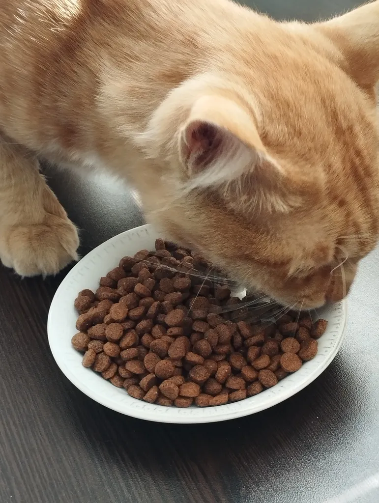 غذای خشک گربه پتیوم مدل ADULT وزن 1.5 کیلوگرم