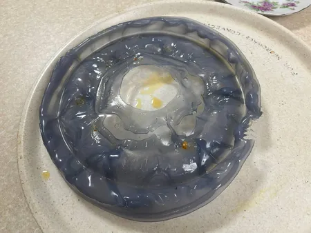 درپوش ماکروویو ایکیا مدل 2033