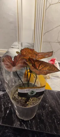 گیاه طبیعی کالادیوم مدل C-28