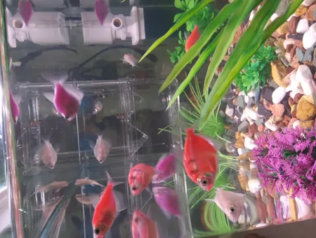 زایشگاه ماهی رویال مدل sn_113