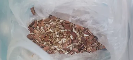 غذای عروس هلندی کاسنر مدل روزانه وزن 1200 گرم