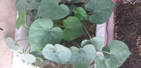 بذر گل نیلوفر رونده الوان گلبرگ پامچال کد GPF-093