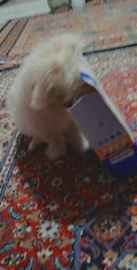 تجریه خرید غذای خشک سگ مفید مدل مینی داگ ادالت Poultry&Beef وزن 500 گرم