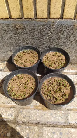 بذر شاهی بذر طلایی برتر کد BZT-95