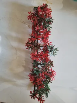 گیاه تزیینی آکواریوم مدل چمن خطی مونت کارلو